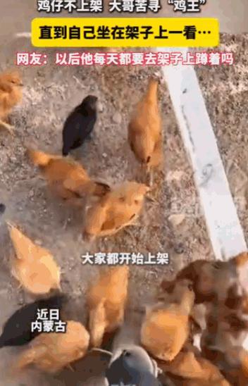 内蒙古，一位大哥家养的鸡群，天黑了死活不上架休息，大哥百思不得其解，最后没办法，