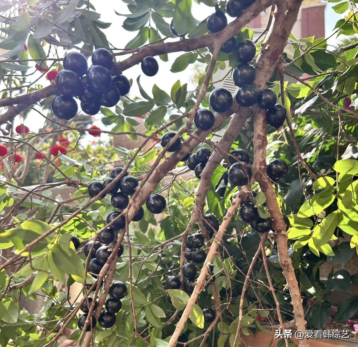 天南地北大拜年枝桠坠满深紫嘉宝果，颗颗裹着日光的润亮，叶隙里漏下的暖光，把这簇饱