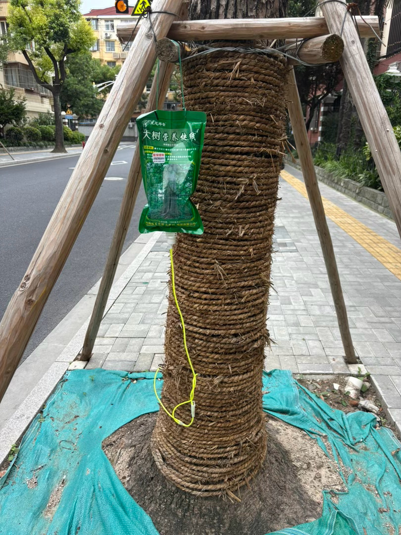路上看到，有的树木在输营养液😂 