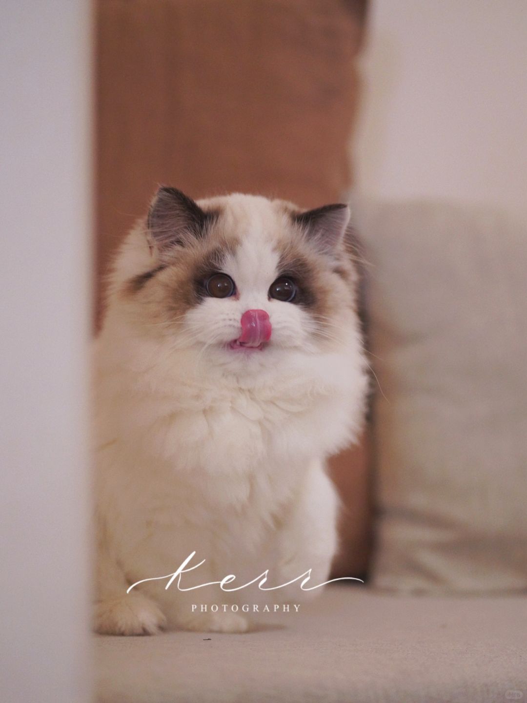 KERR布偶猫｜哇，这是小熊吧🐼