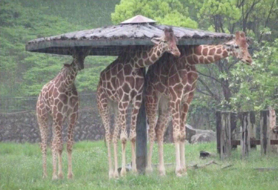 躲雨失败的长颈鹿哈哈哈哈