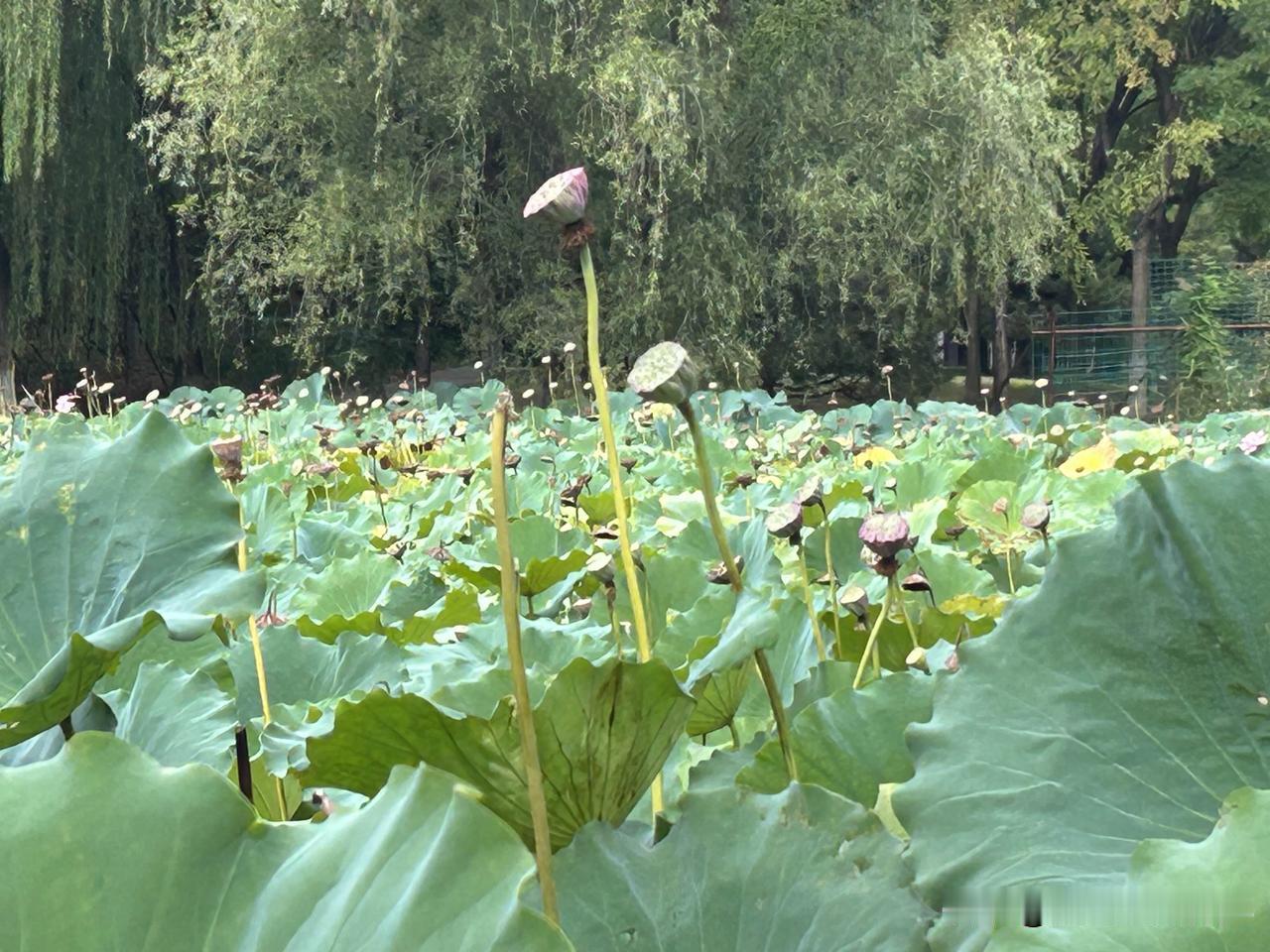 一池残荷，褪去盛夏的繁花，只剩莲蓬高高擎在水面。荷叶依旧舒展，只是少了灼灼荷色，