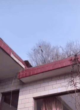 喜鹊A：干，对，挠它，狠狠揍它
喜鹊B：往死里挠