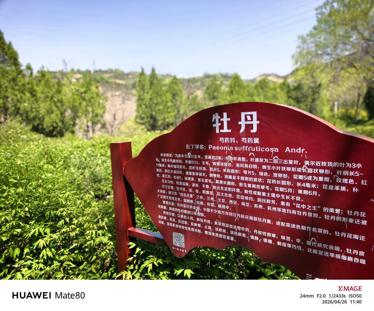 安宁九州台的牡丹园也不错！