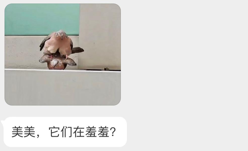 为随地大小蛋做准备的珠颈斑鸠🙊 ​​​