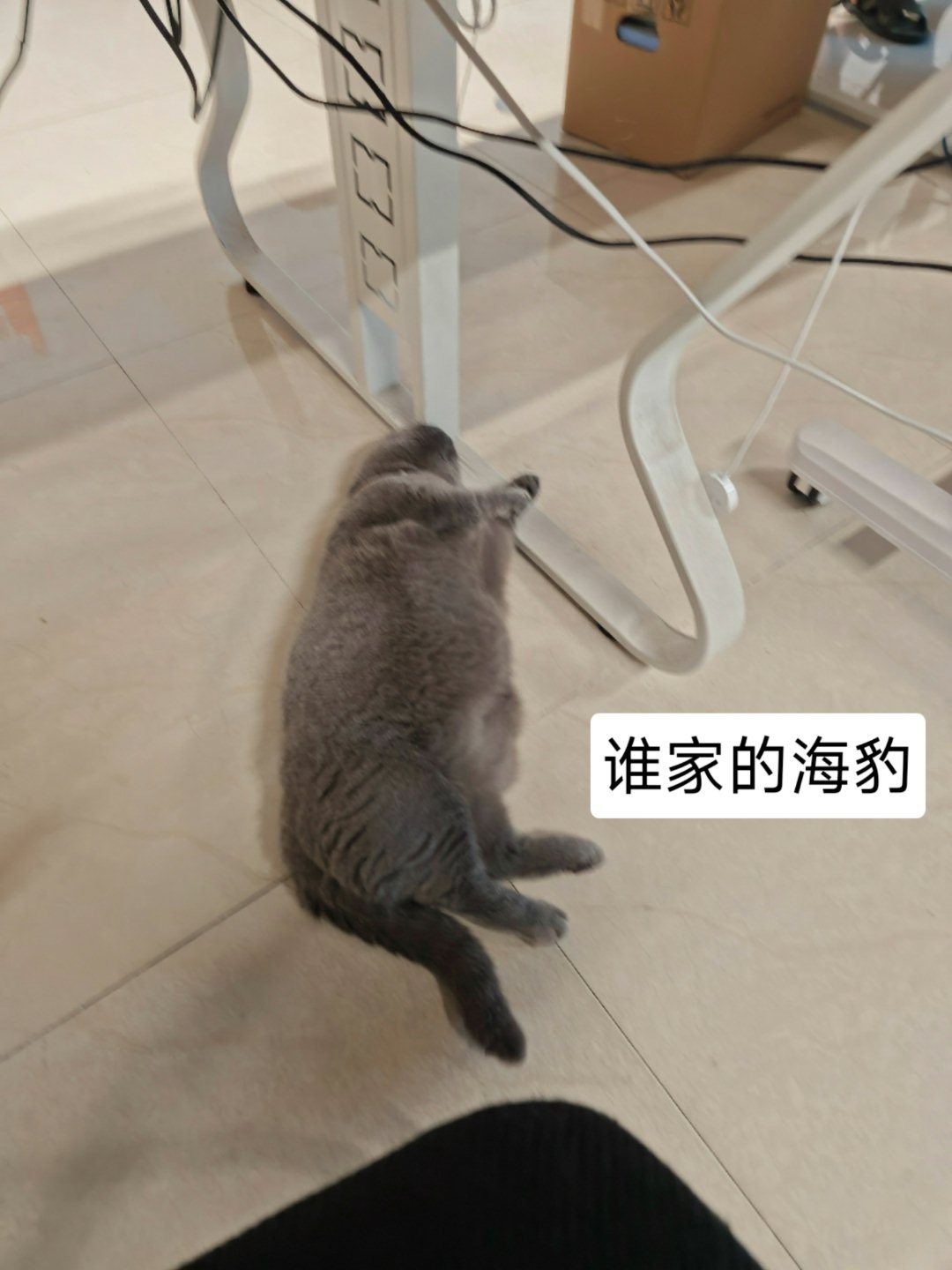 乐了，苹果这波操作把我看的两脸懵逼按常理新机发布旧款降价清库存，结果官网iPho