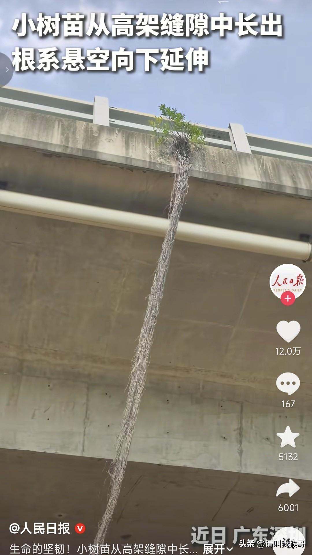 人民日报看到的是生命的坚韧，而我看到的是桥梁维护单位的懒惰，这棵小树苗看样子生长