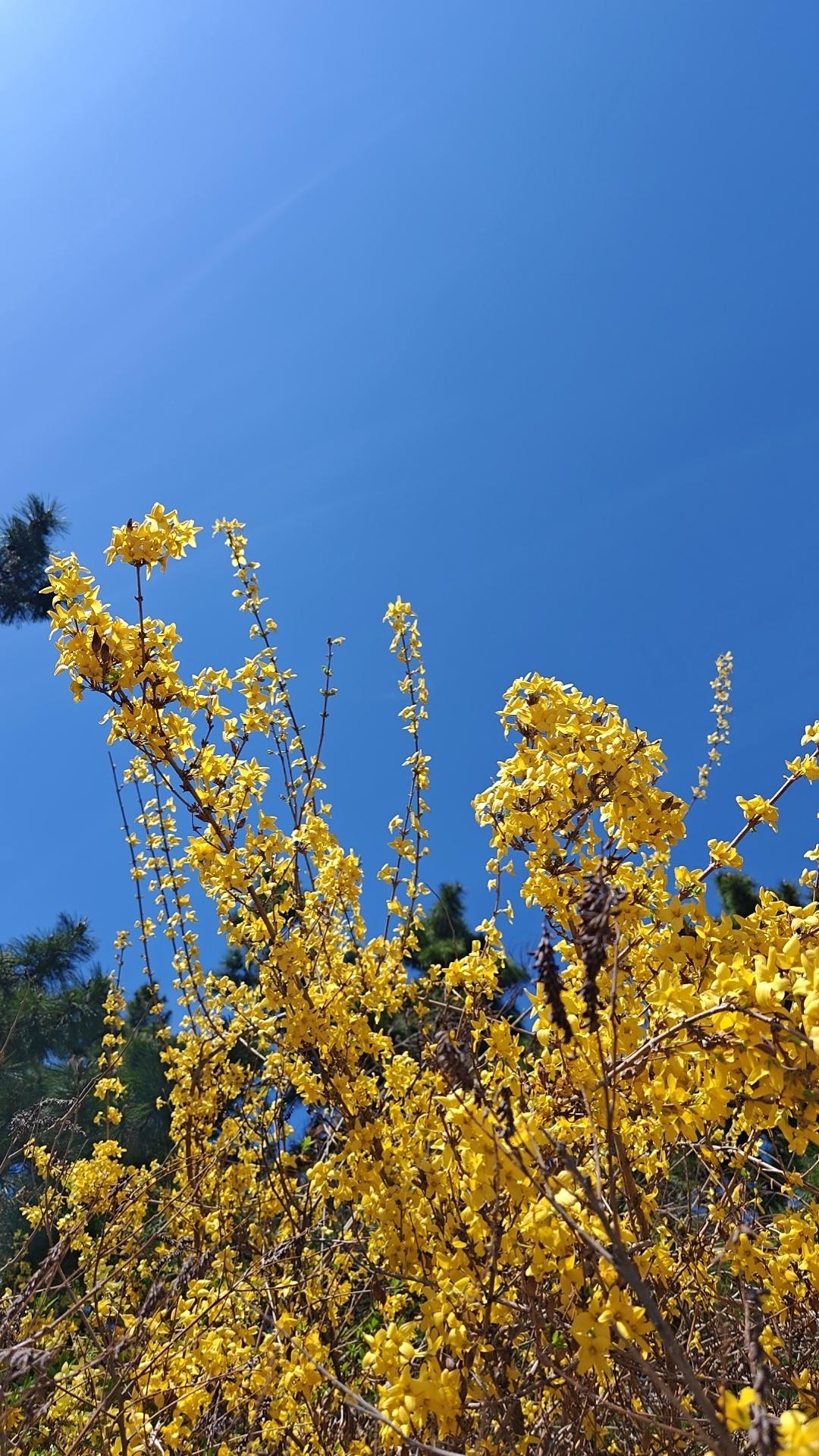 有没有漂亮的花朵图片