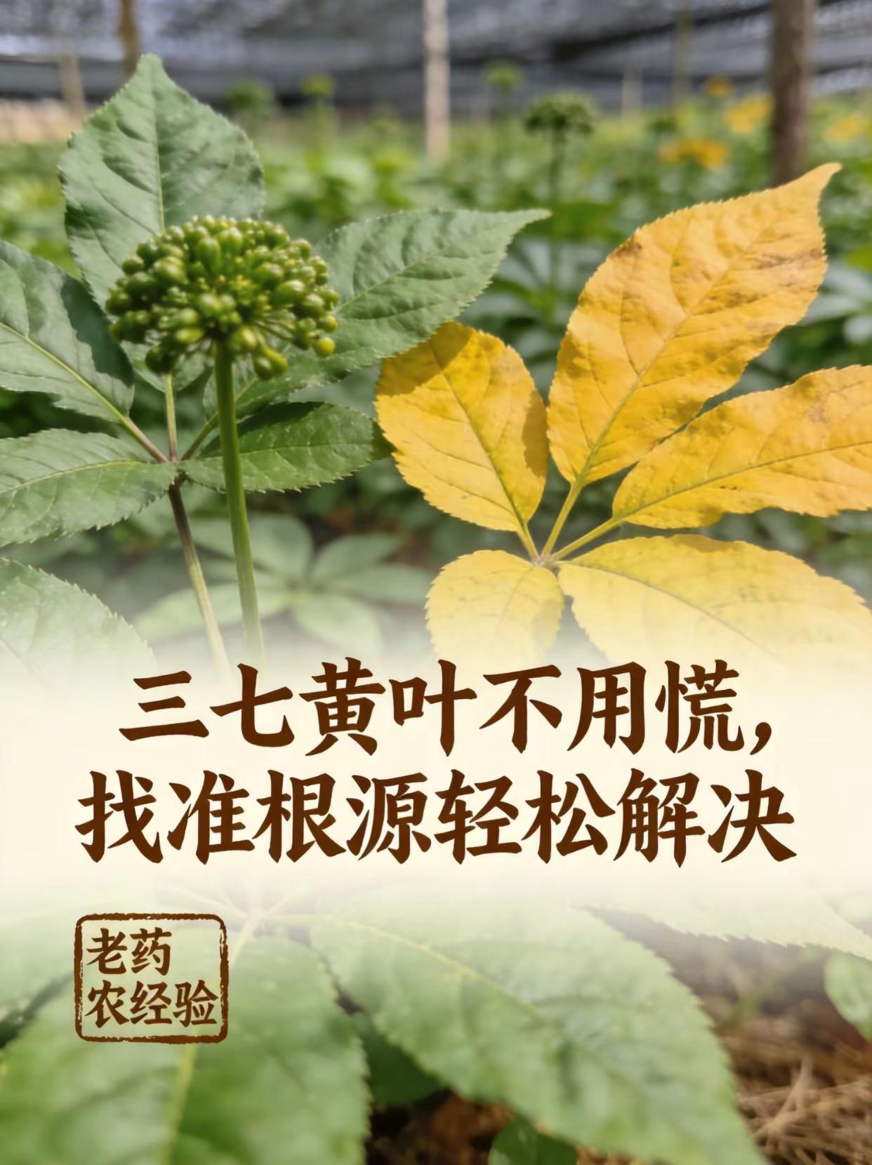 三七黄叶不用慌，找准根源轻松解决。三七种植 药材种植
