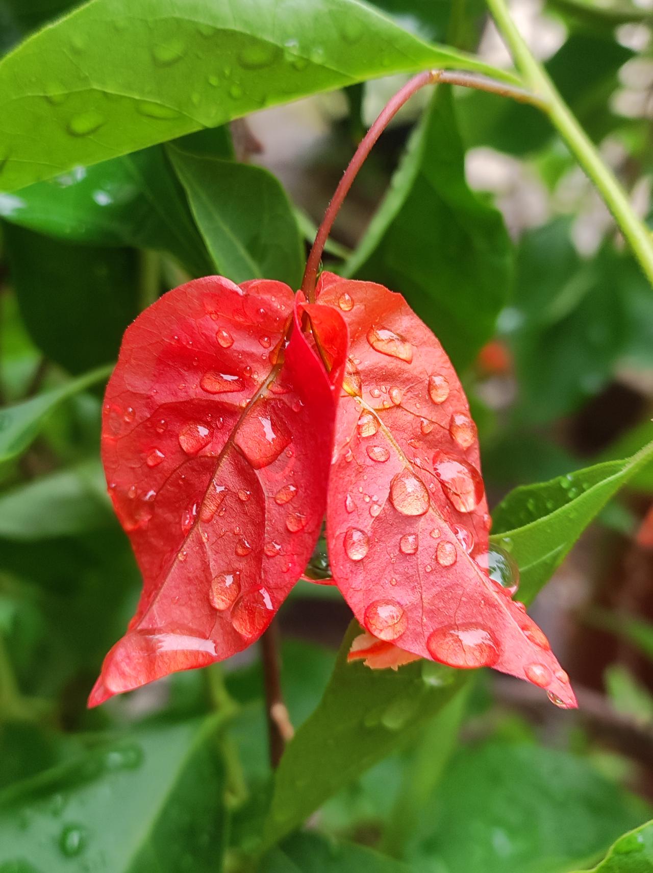 雨后的三角梅