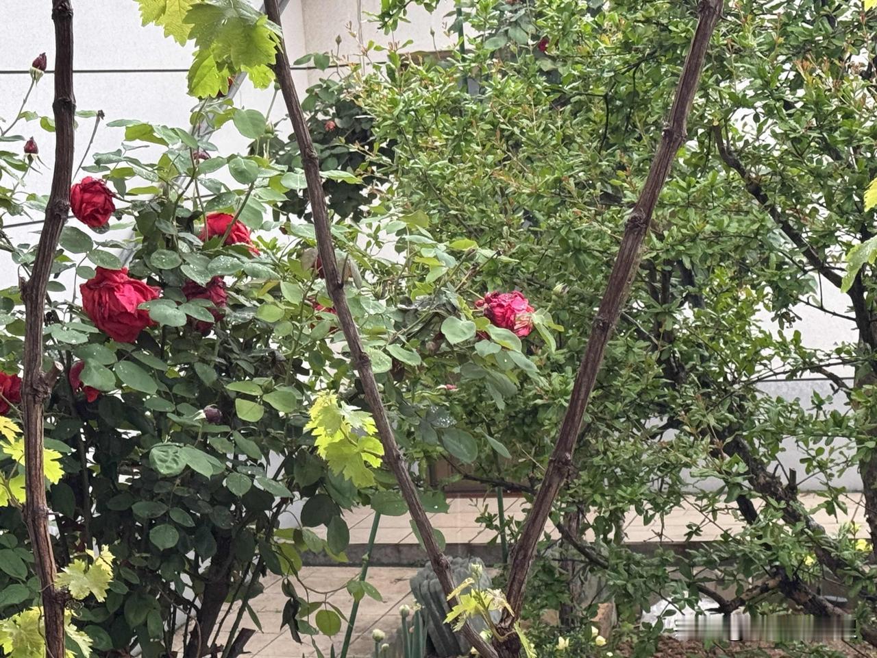 哎呀哎呀哎呀，预报的没雨。结果刹那间黑云压城，雷声大作。
没有大风暴雨，倾盆而下