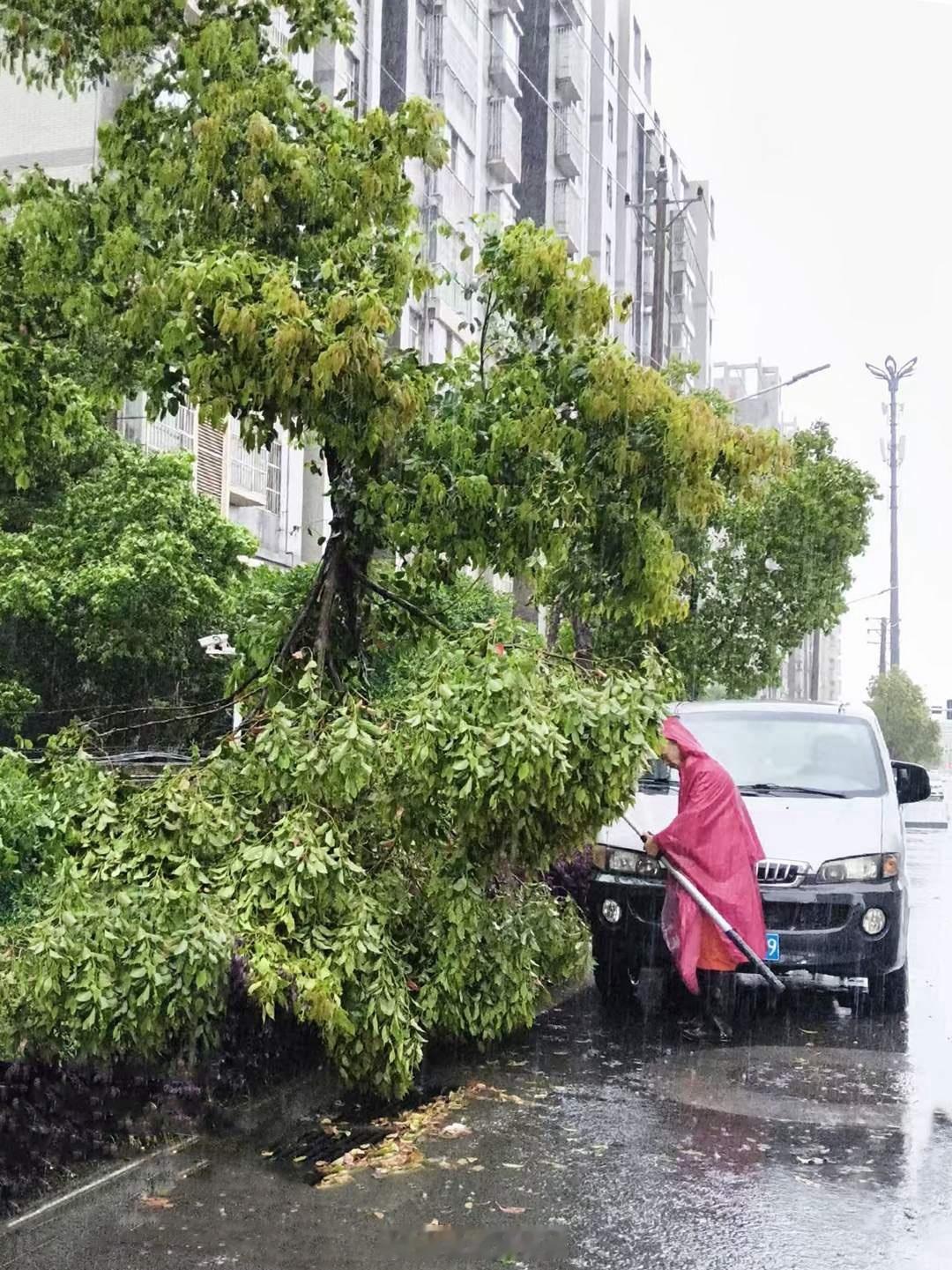 武汉深夜迎来强降雨，行道树被狂风齐根刮倒，园林人冒雨通宵达旦排险4月8日深夜，一