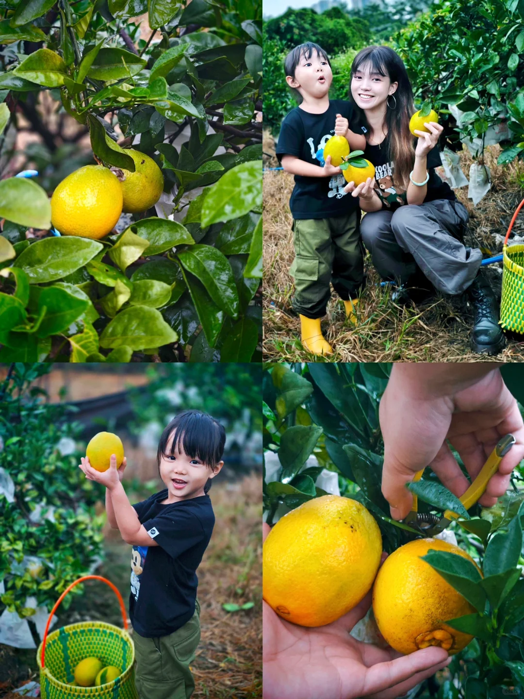 广州采摘｜小众好玩~这里可以实现橙子🍊自由