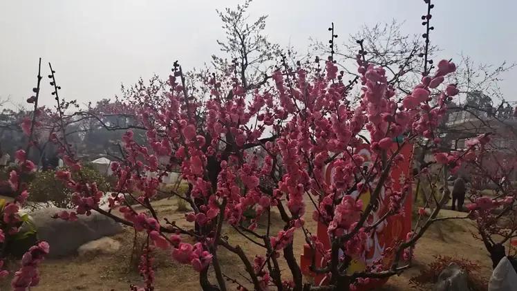 东湖梅园的人真多，梅花真好看！


各色各样的梅花争奇斗艳，神奇的是一棵树上开着