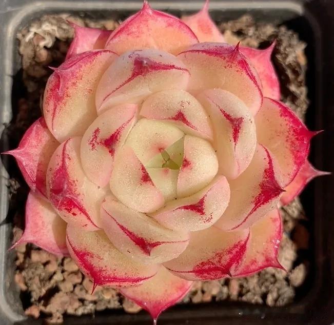 一组单头漂亮的莲花座