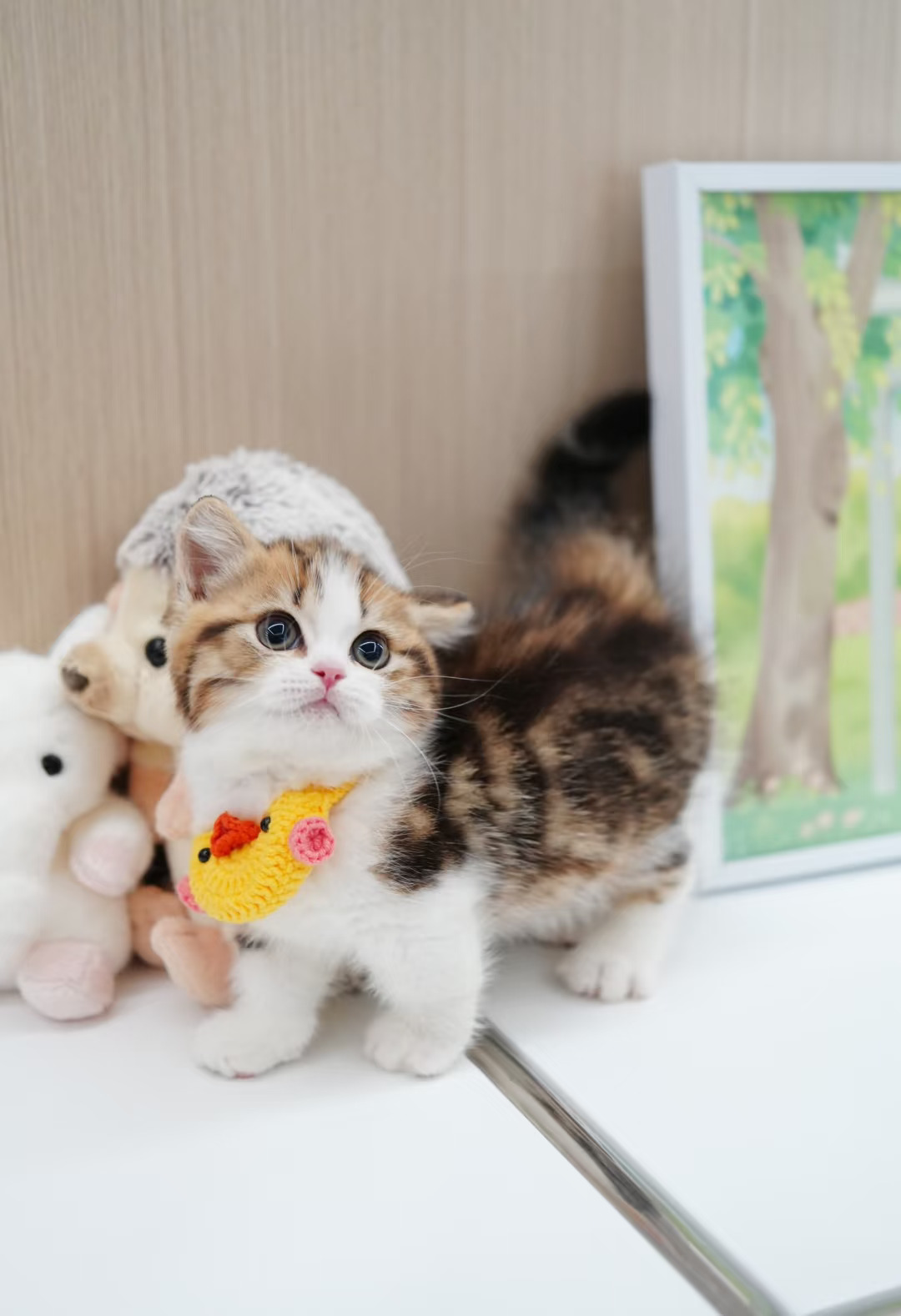 甜甜金虎斑起司猫