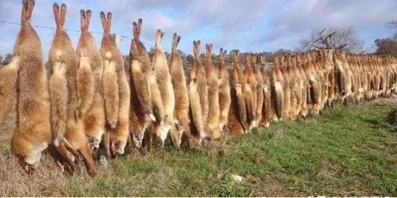 生物入侵有多可怕？2000年，为了消灭60亿只兔子，澳大利亚出动轰炸机群，在自己