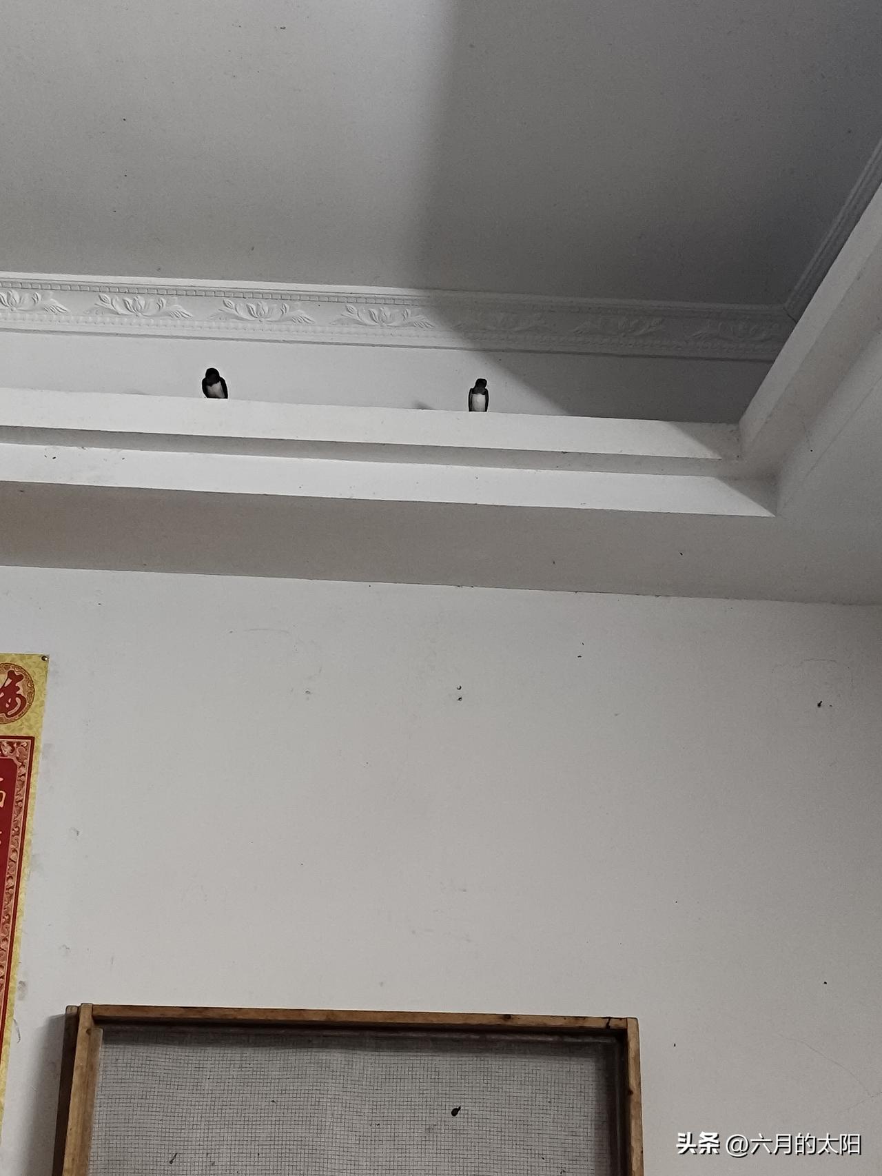 家里来了一对小燕子夫妻，生了一对可爱的宝宝，爸爸妈妈栖息在边上保护着窝里的仔仔