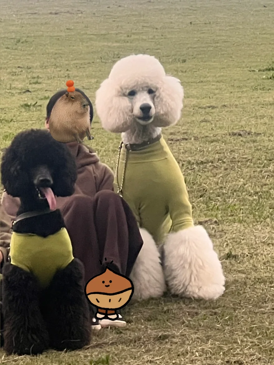 关于我的小狗32天没洗澡是怎么保持的