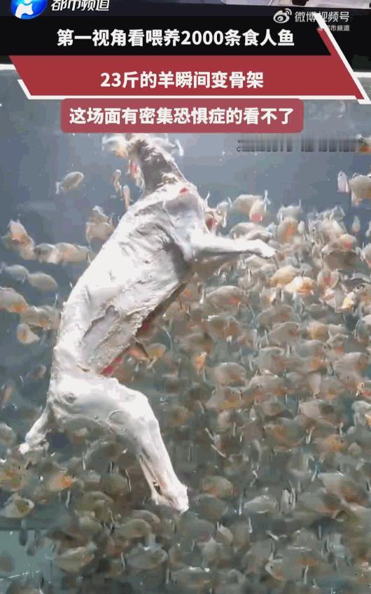 头皮发麻！广东，一博主为了搞出点轰动的大场面，居然把整整23斤重的整羊，直接扔进