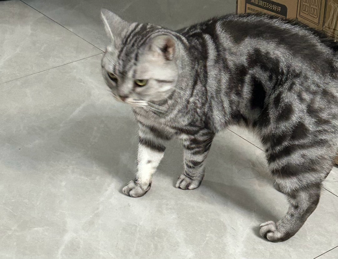 盖亚豪猫豿豿[超话] ​​​