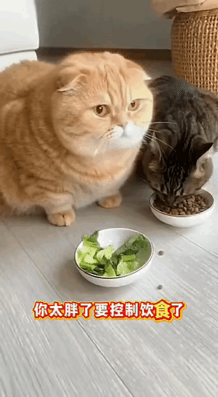 女主人见家里的胖猫越来越沉，想着让它减减肥，就只给它端了青菜，没给肉吃。

没成