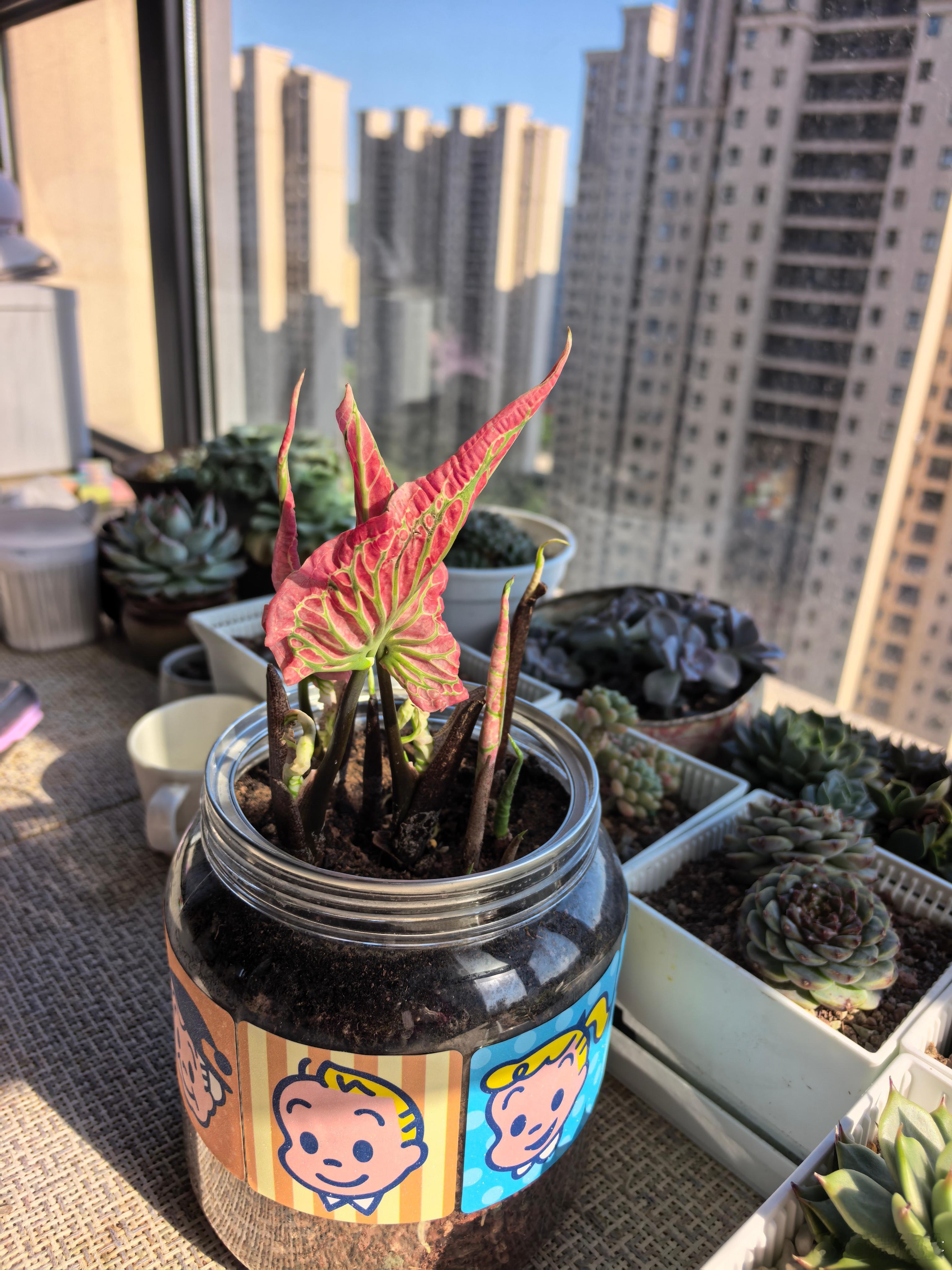 威海今天一秒入夏！一周前，三天前，今天是夏天的颜色，很灿烂很明艳很热辣