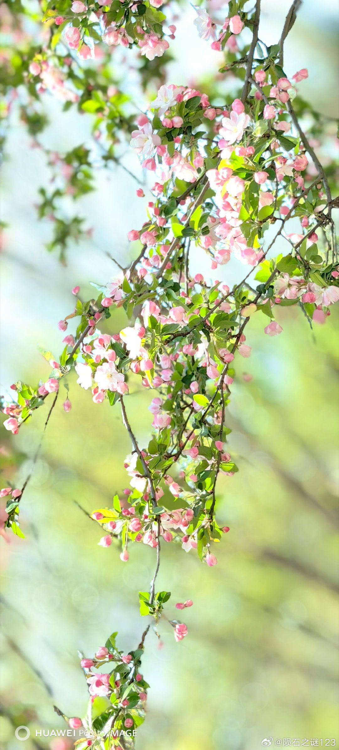 故宫春日壁纸又上新了  故宫壁纸外溢了。        海棠东风袅袅泛崇光，香雾