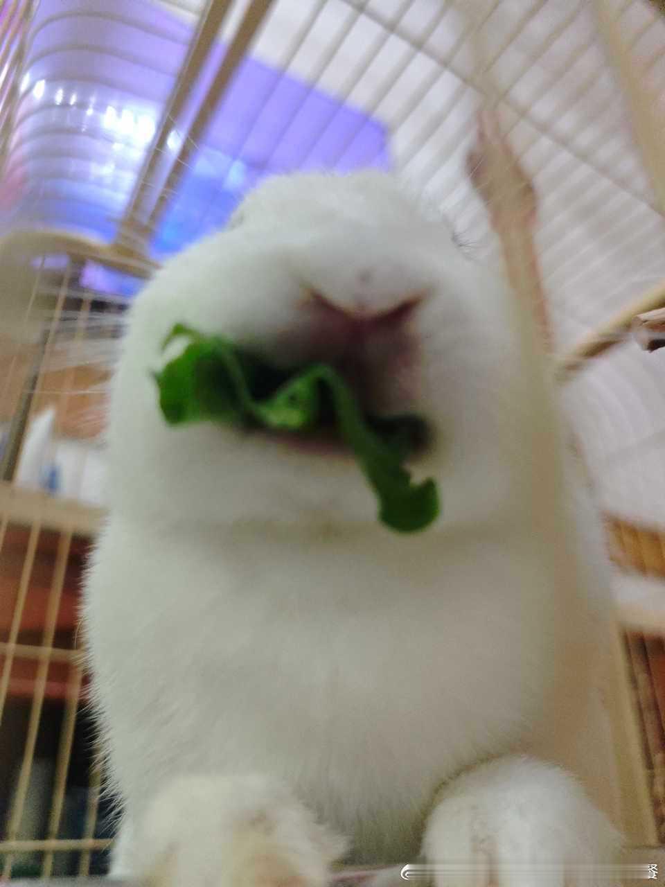 15042🐇【萌】粽子长嘴了😱 ​​​