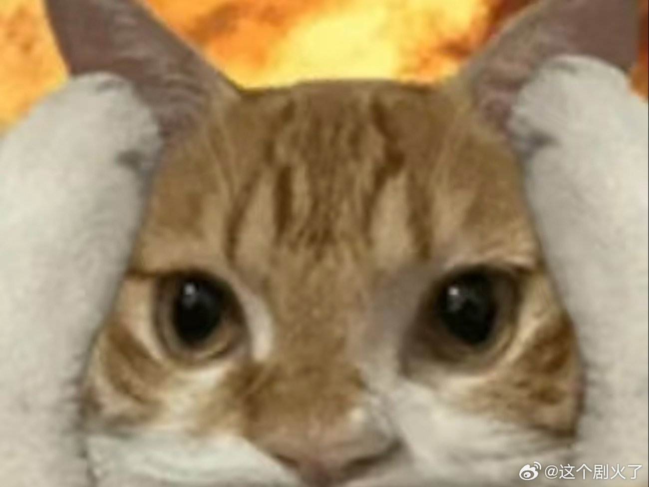 可可爱爱表情包。 