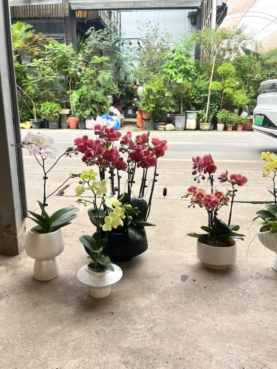 快来夸我好会卖蝴蝶兰！！！