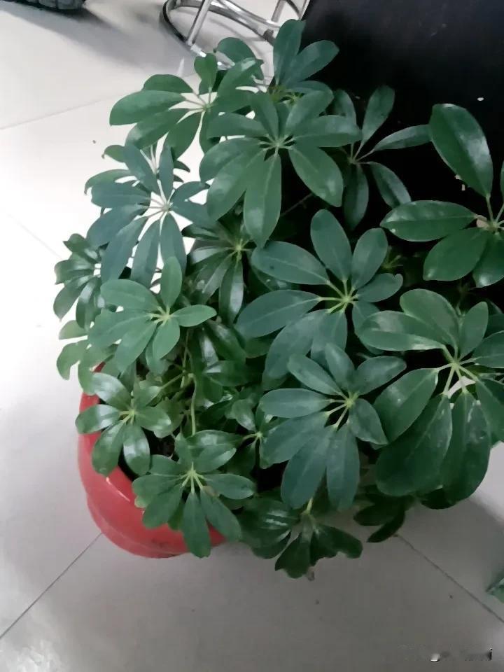 真心话茶局
 最近朋友找我借钱，说实话心里挺纠结的。借吧，怕到时候要不回来伤感情