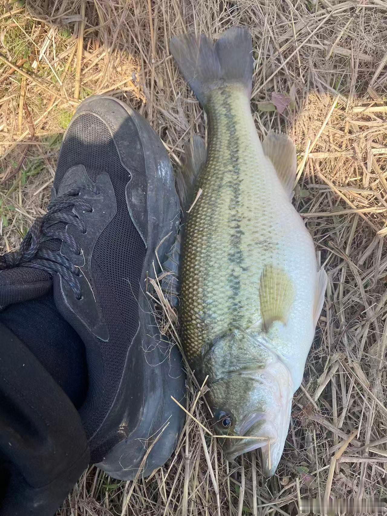 钓了一条鱼，破开鱼肚子，收获两条鱼空军佬看了要羡慕死了 