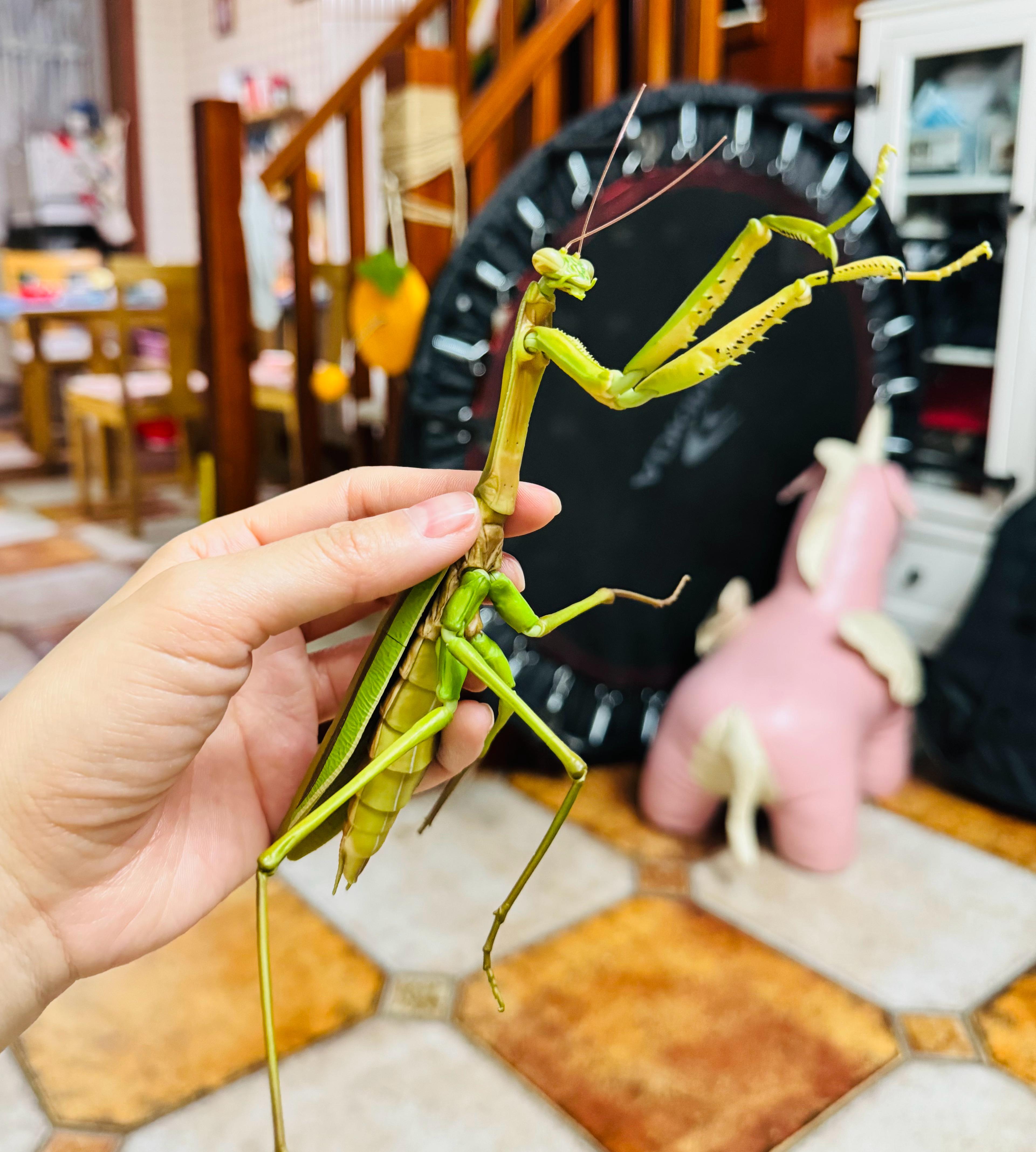 糖豆等了三个月的玩具到了 287 
