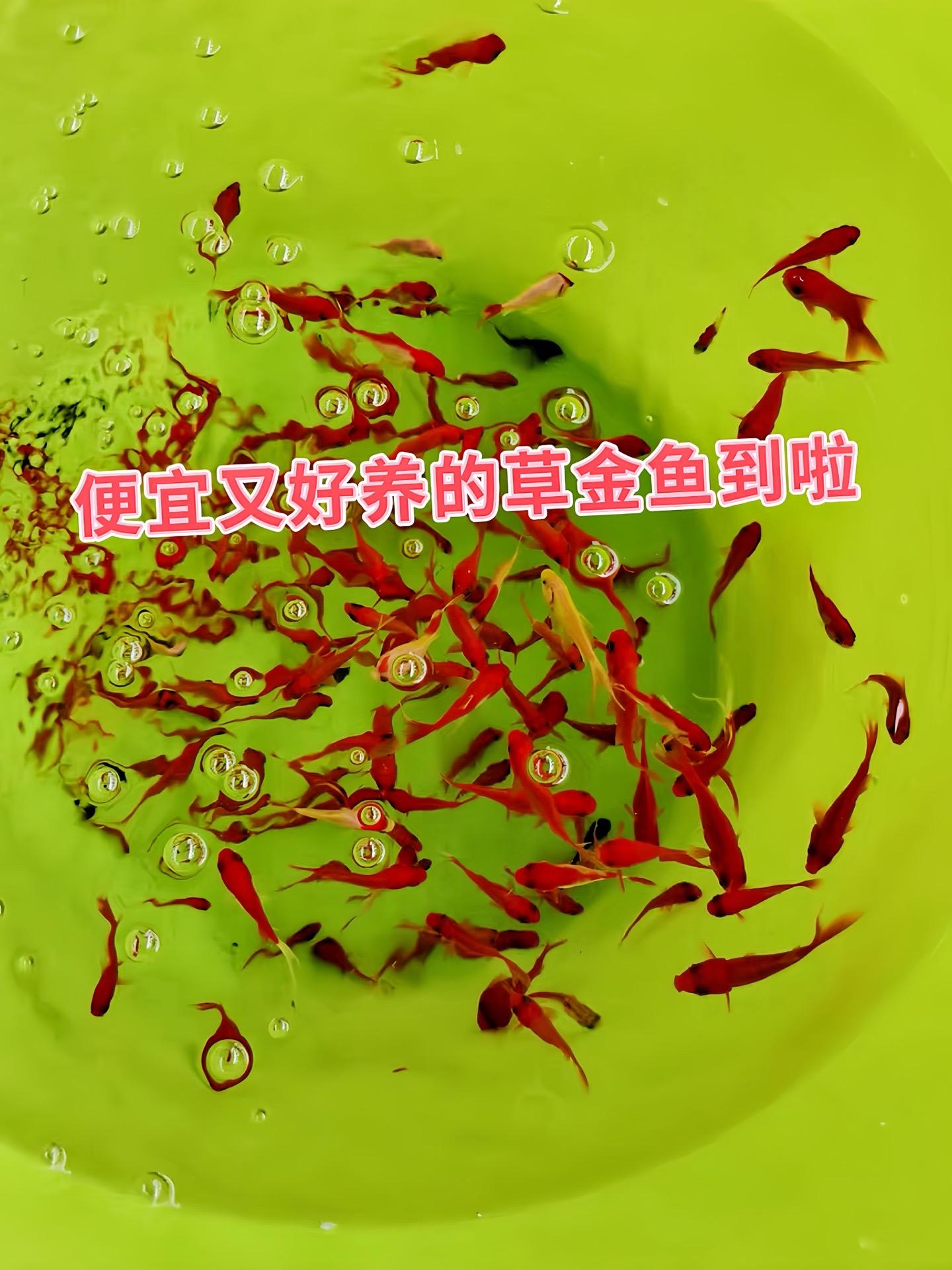 新手养鱼的梦幻之选！草金鱼，皮实好养，无需费心照料。在清水间穿梭，活力...