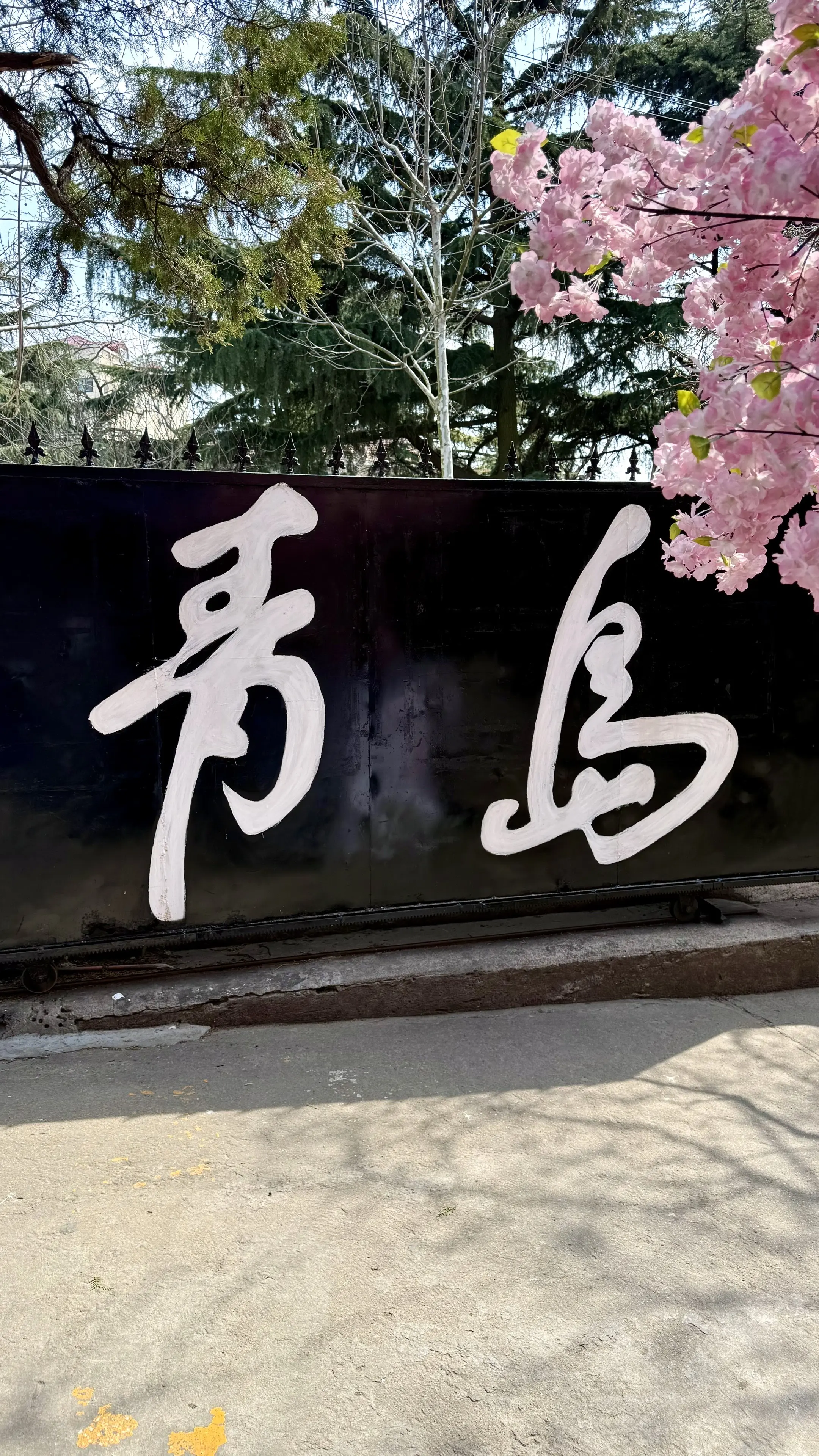 青岛可以晚去 但不能不去.