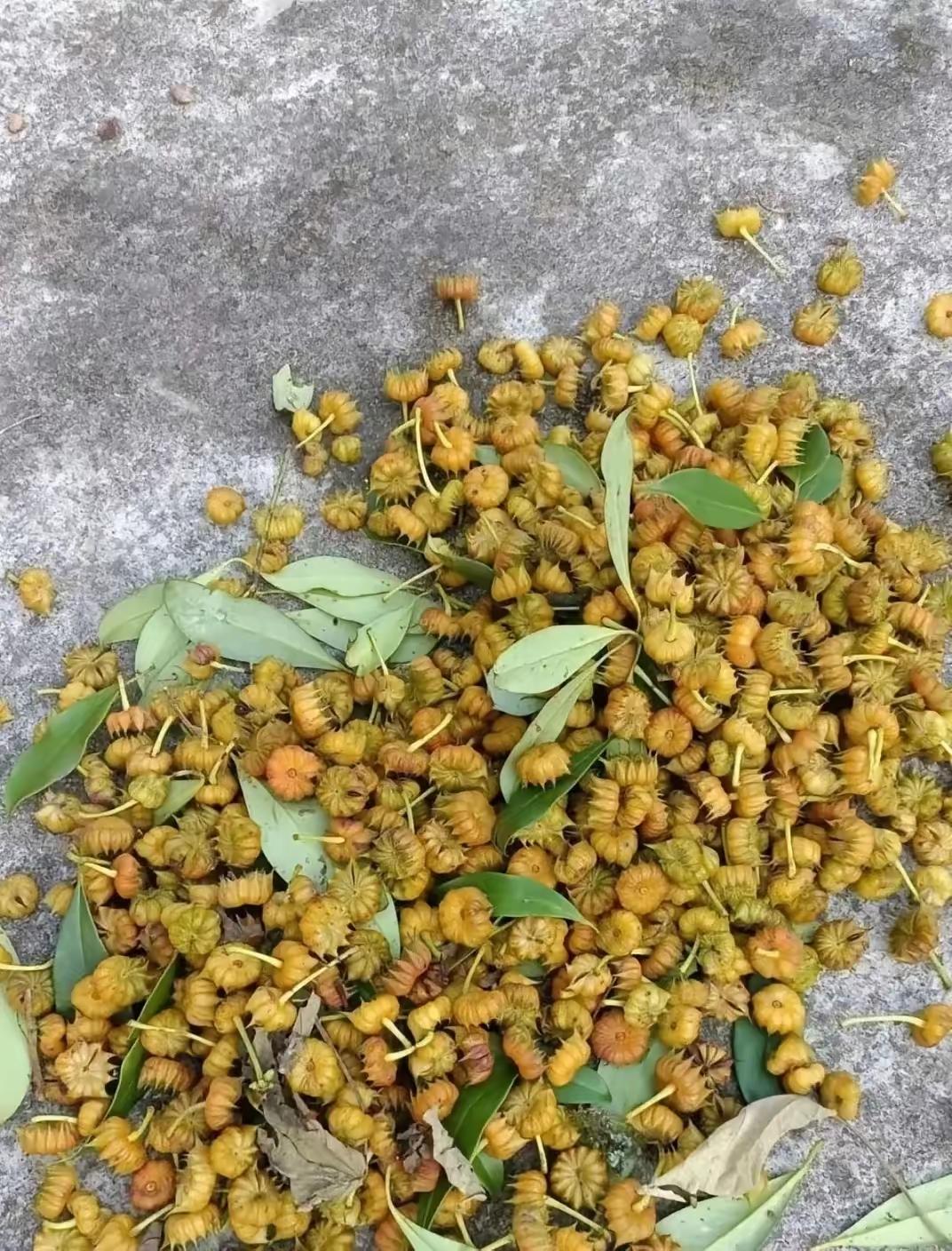 有知道这是什么东西的嘛？
反正我小时候吃过这个。