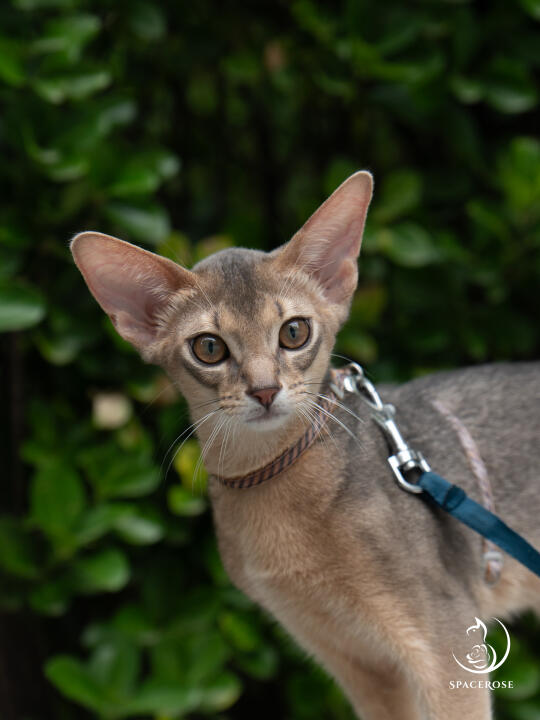 小帅哥出来散步了丨蓝色阿比弟弟欣赏