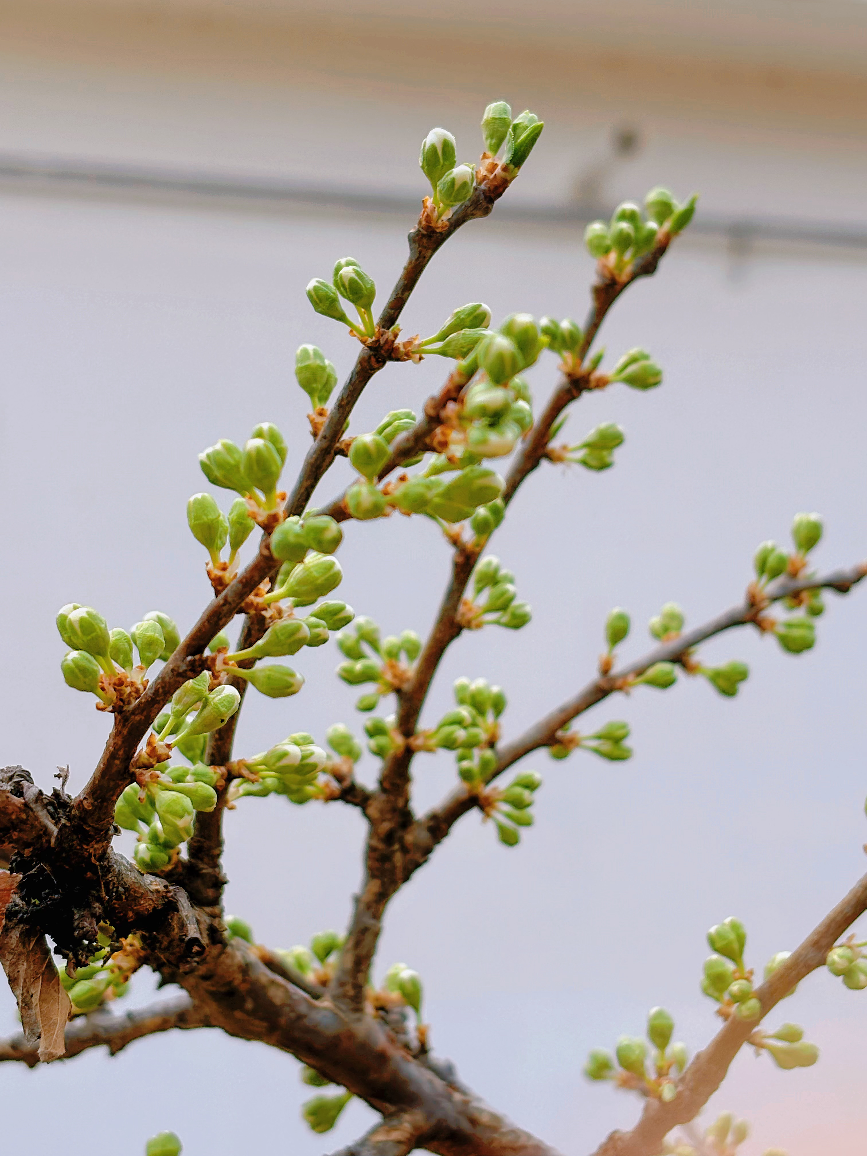 我的花园我的猫 终于等到这个季节。一切都在萌芽，各种花，按照自己的节奏或含苞，或