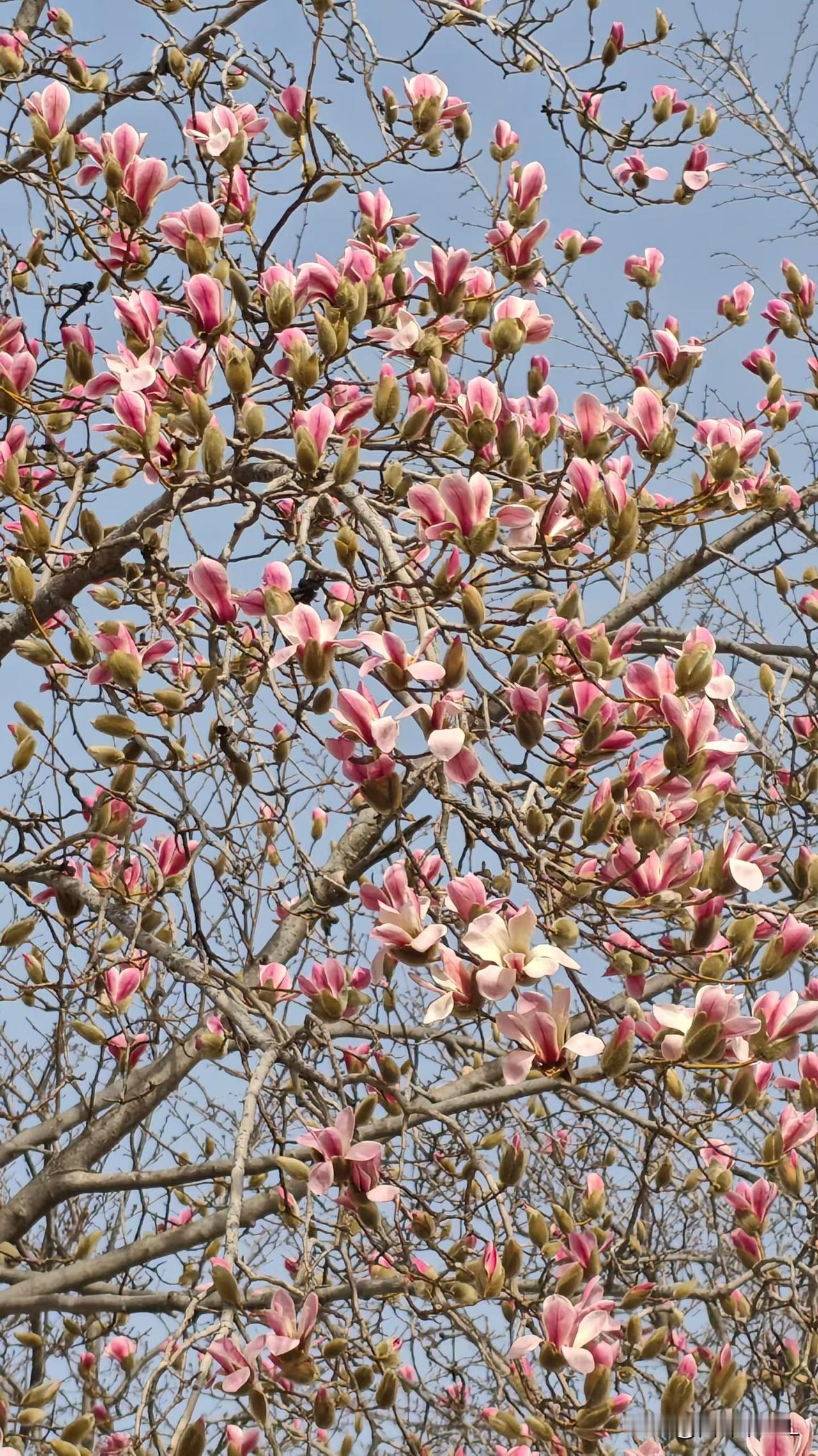 粉嫩的花朵在枝头绽放，春天的气息扑面而来！