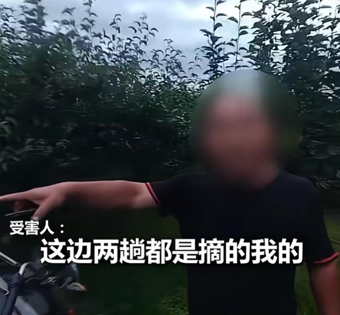 7月21日，好家伙，这哪是顺手摘梨，简直像给果园搬了次家，488.6斤一上秤，赔
