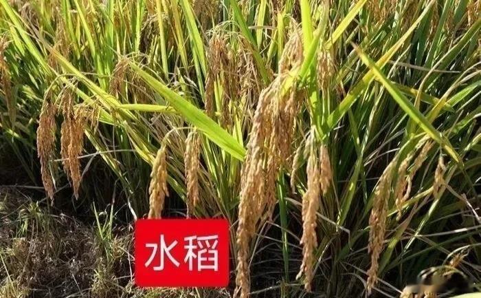 这就是古人说的“五谷”。 