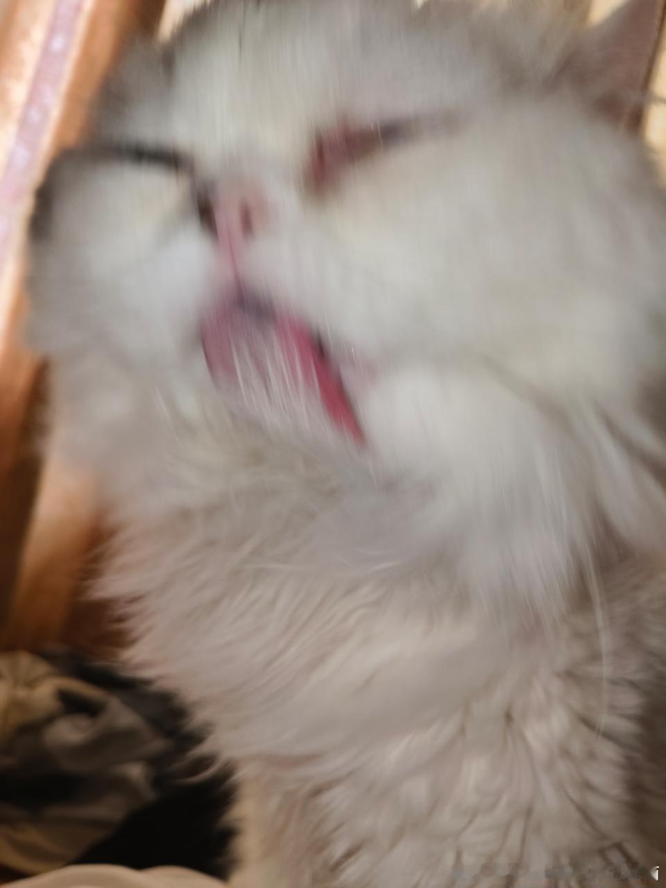 49838【丑猫】丑哭了 丑爆了 丑炸了 丑飞了 