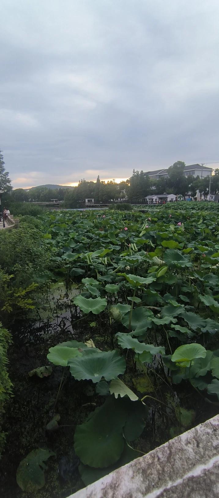 与家人朋友一起欣赏夏天的晚霞，是一种温馨而美好的体验。是一种美，一种江南的闲适了