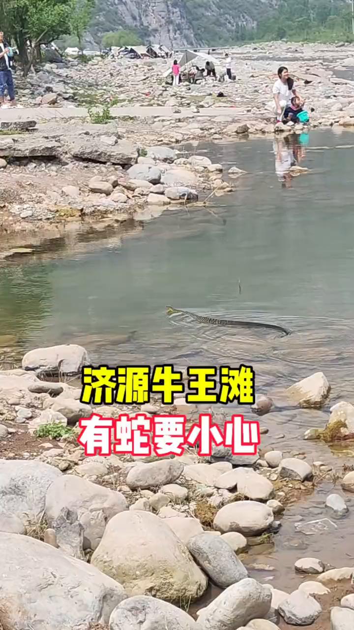 济源牛王滩，有蛇要小心。