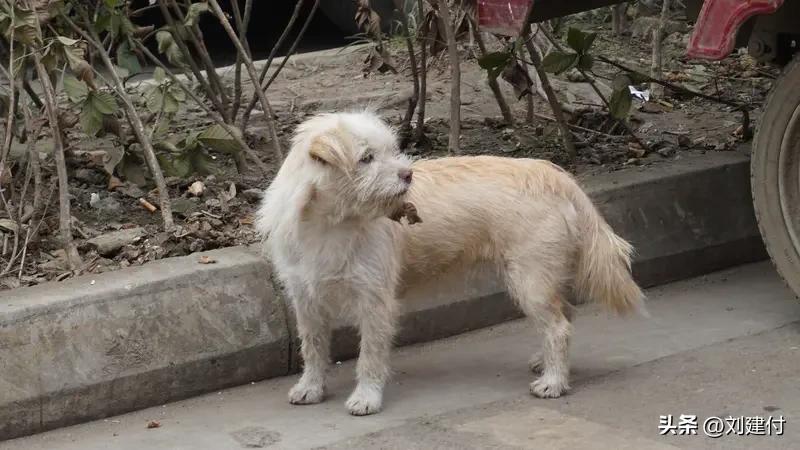 女子被流浪狗咬伤3天后狗死了 河南焦作发生一起令人心惊的事：一名女子被流浪狗咬伤