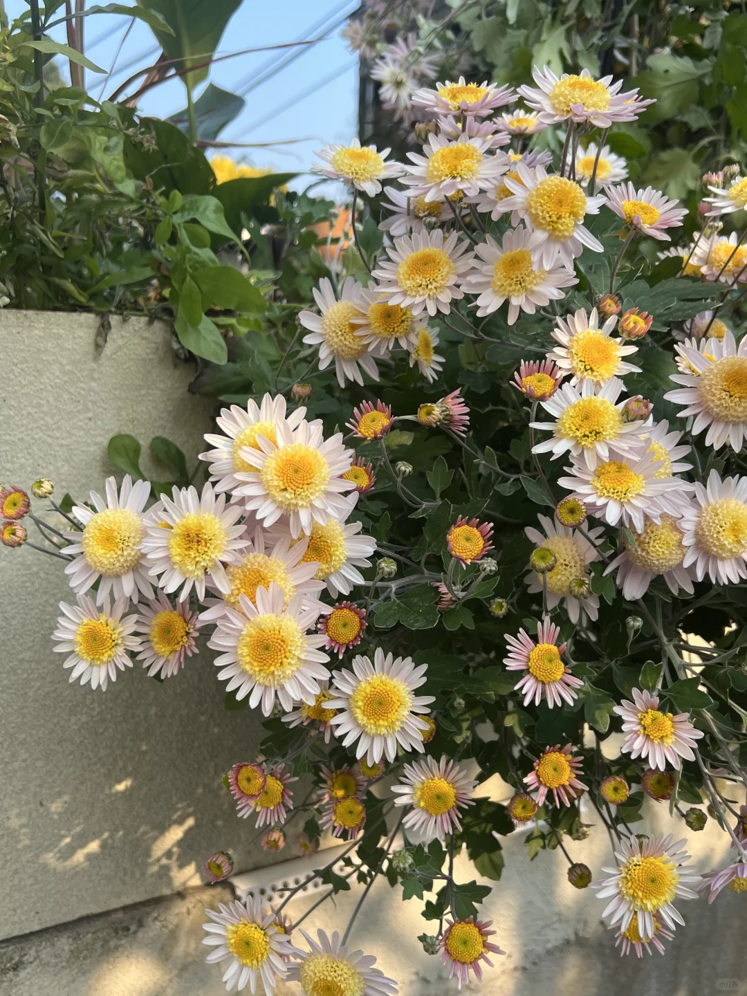明年要增大种植面积的银色光辉🌼表现巨优秀