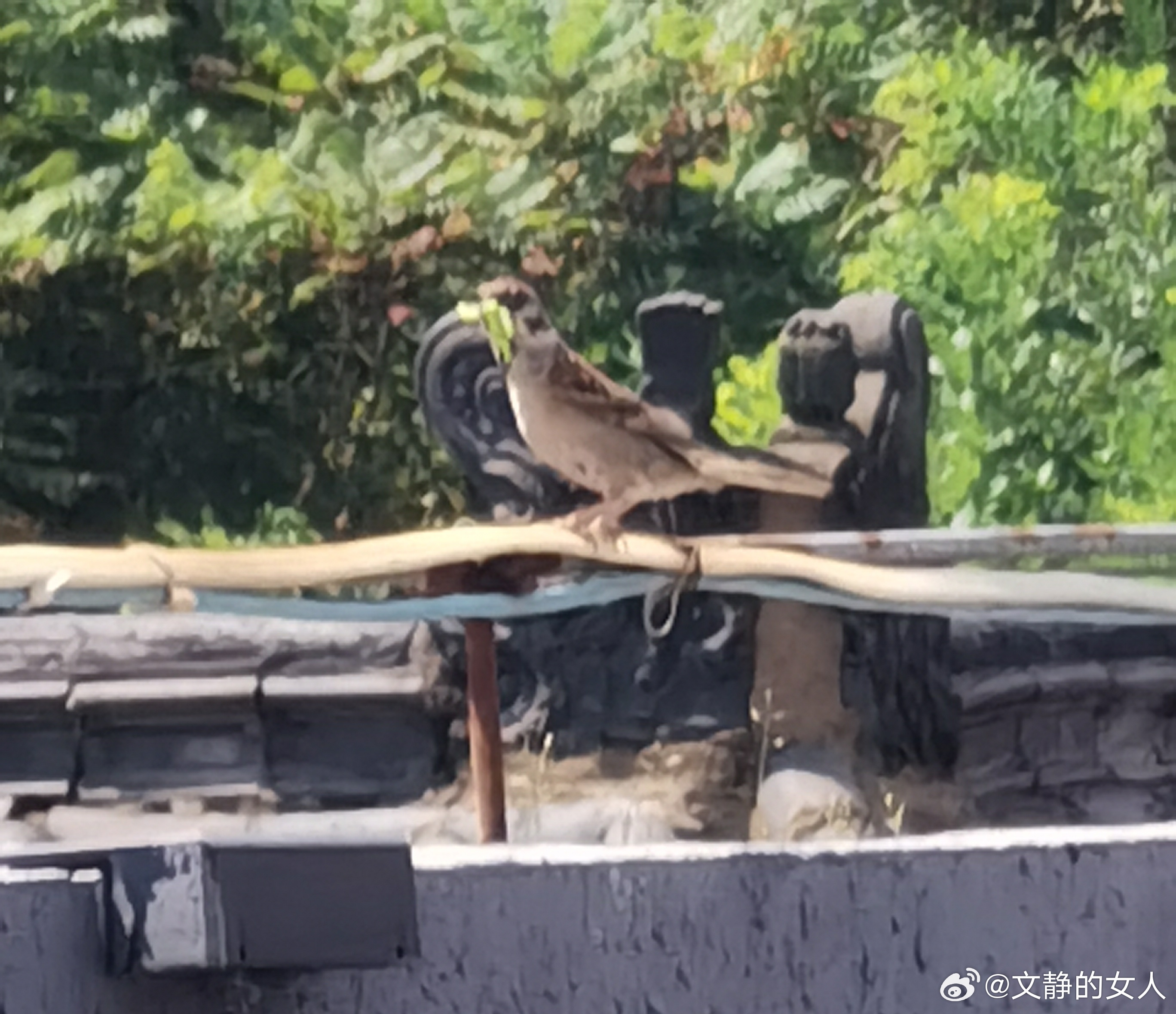 生活手记 我们中午在凉亭吃午饭，一只麻雀嘴了叼着小虫子想回窝喂小鸟，看到我们坐在