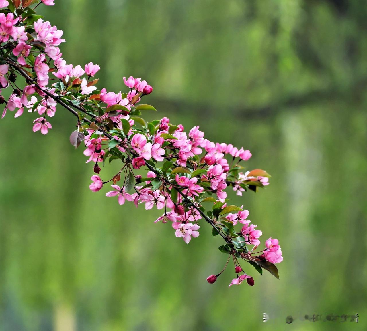 时过清明
软云沐风

叶齐，春深
鹧鸪声声

一程又一程
一步一清宁

庭前春意