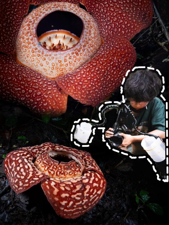 宝可梦里臭臭花的原型，居然一点儿也不臭？